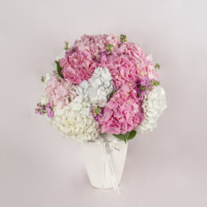 Soft Hydrangeas | الكوبية الناعمة