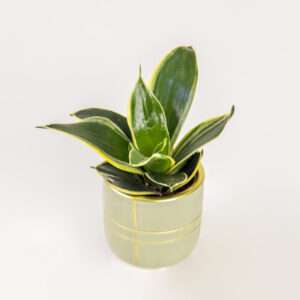 Sage & Gold Variegated Sansevieria